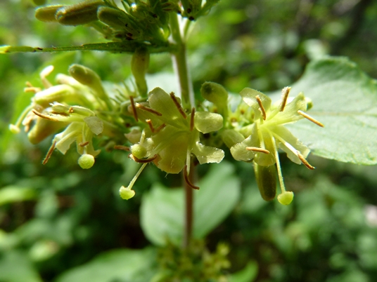 {Diervilla sessilifolia}